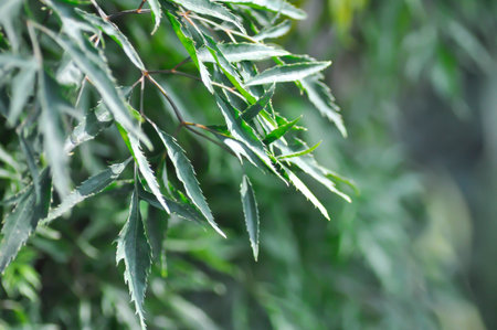 Ming Aralia,  Araliaceae or Parsley Panax or  Plerandra or Plerandra elegantissima or Polyscias fruticosa plantの写真素材