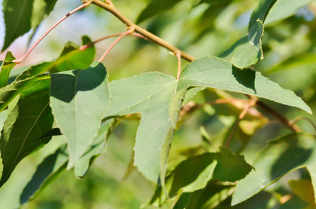 maple leaf, maple leaves or green leaf or Acer saccharum Marsh