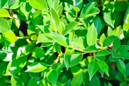 banyan tree or Ficus annulata or ficus bengalensis or banyan tree  wall