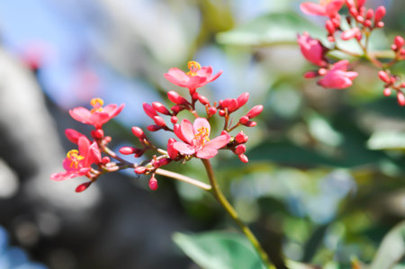 Cotton leaved jatropha, EUPHORBIACEAE or Jatropha integerrima or Jatropha integerrima Jacq or...