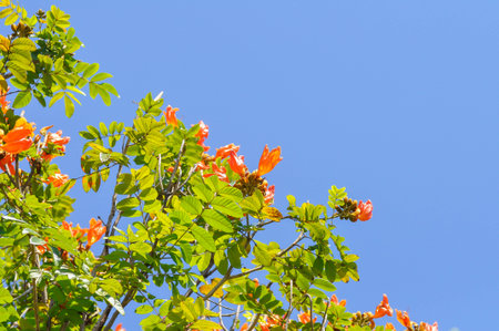 African tulip tree, bignoniaceae or Fire bell or Flame of the forest or Fountain tree or Spathodea...