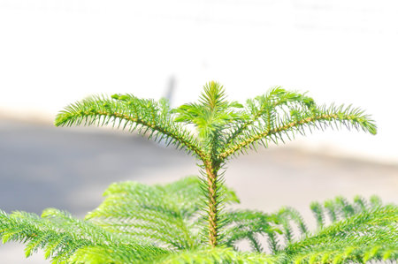 Araucaria cunninghamii, Araucaria heterophylla or Araucaria heterophylla Salisb Franco or...