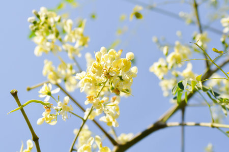 Moringa oleifera Lam, Horse radish tree or Drumstick or Moringaceae or white flowers and sky backgroundの写真素材