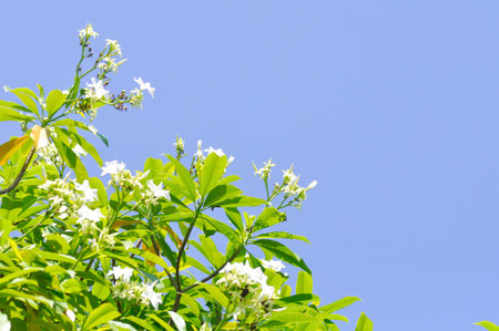 Cerbera Odollam Gaertn or Apocynaceae and flowers on the treeの写真素材
