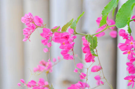 Antigonon leptopus Hook and Arn, Coral vine or Mexican creeper or Chain of love or Pink vine or Honolulu Creeper or POLYGONACEAE or pink flowerの写真素材