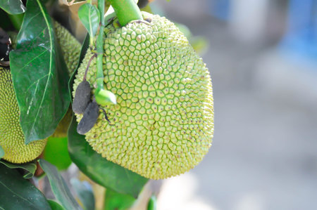 Artocarpus heterophyllus Lam or MORACEAE , jackfruit tree and jackfruit seed on the tree