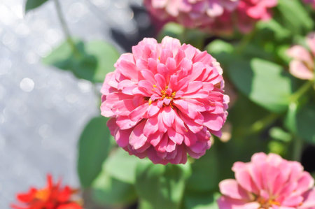 zinnia, elegant zinnia or  Pink Zinnia Flower or  Zinnia elegans or pink flower in the gardenの写真素材