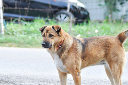 dog, brown dog or half breed dog on the ground