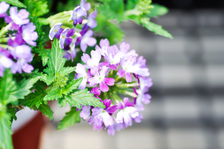 Garden verbena, Quartz Blue or Verbena or  Verbena bonariensis or Verbena hybrida Groenl and Rumpler...