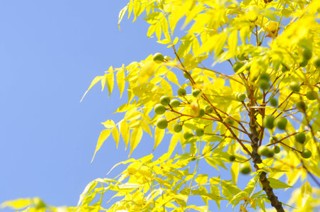 Bastard cedar, Bead tree or Hian or Khian or Krian or Lian or Melia azedarach L or Meliaceae or...