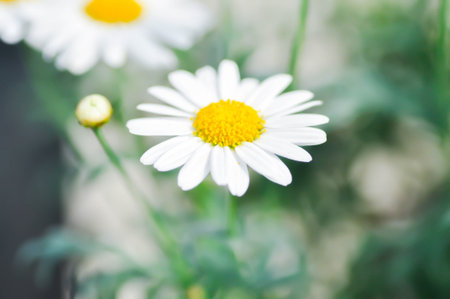 daisy flower or Japan daisy or Bellis perennis or  daisy flower or Gold Carpet or Gloden Fleece or Asteraceae or white flower in the gardenの写真素材
