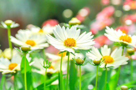 coreopsis, Coreopsis Tinctoria or Coreopsis tinctoria Nana or daisy or white flower in the garden
