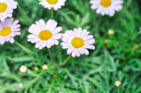 daisy or purple Bellis perennis or purple daisy flower or Japan daisy or Bellis perennis or Gold...
