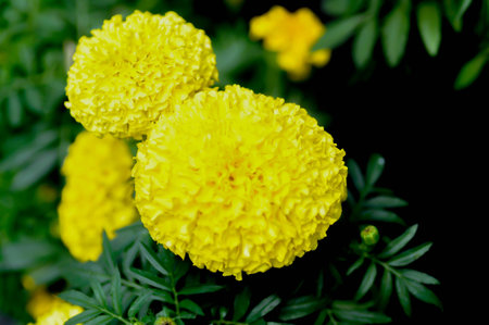 marigold or calendula flower , Tagetes erecta L or Compositae or African Marigold or yellow flower...