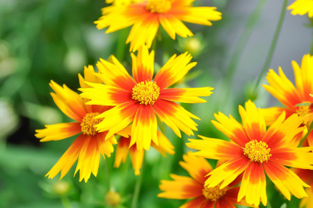 Coreopsis, Coreopsis DAYBREAK or Coreopsis grandiflora VANILLA DAYBREAK or yellow and red flower in...