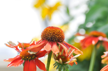 Echinacea, Echinacea angustifolia, Echinacea atrorubens, Echinacea Firebird, Echinacea purpurea, Echinacea purpurea Carrot Cake, Firebird Coneflower or Coneflower or orange flower in the gardenの写真素材