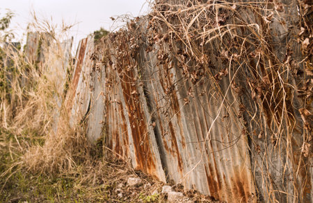 Dried grass and old metalic zinc sheetsの写真素材