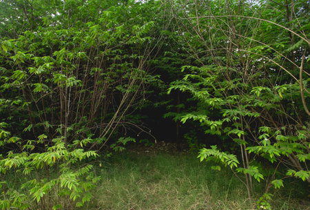 there are trees around the dark hole in the centerの写真素材