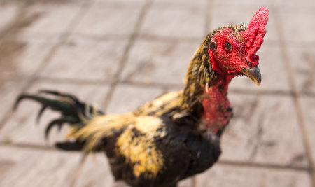 Red rooster stand on pink tileの写真素材