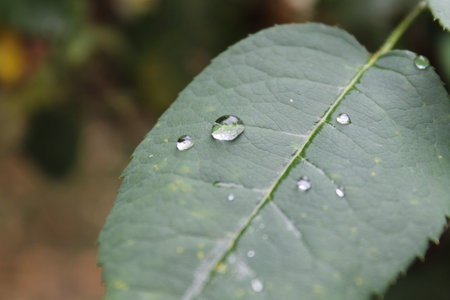 Dewdrop on a rose leaf