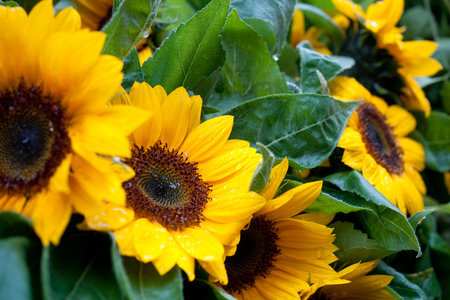 Wet sunflowers with raindrops on the bloomの写真素材