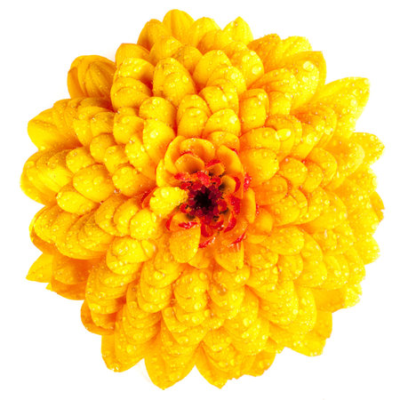 Close-up of a single blossom (Chrysanthemum) with drops of water, isolated on white backgroundの写真素材