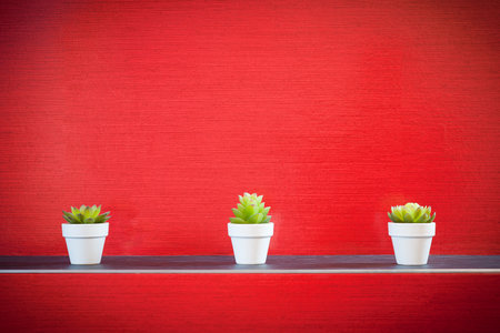 Three little plants in front of modern red wallの写真素材