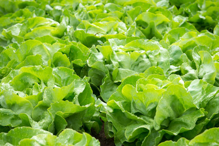 Fresh green salad lettuce  on a fieldの写真素材