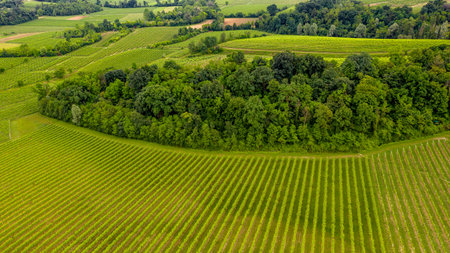 rows of grapes in Veneto Italy. Aerial landscape. Rural scene. Panoramic view. Bird view by droneの写真素材