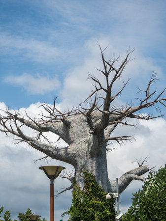 Large beautiful old tree without leaves against the sky in the park of Sochi