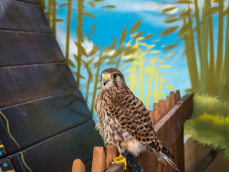 Hawk in a zoo sitting on a branch. Russia Sochi 06 22 2019の写真素材