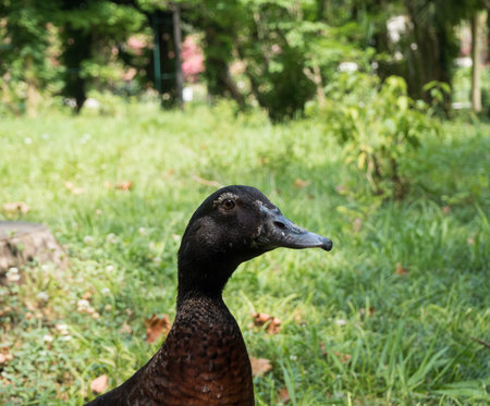 Black duck on a background of green grass. Park Arboretum. Russia Sochiの写真素材