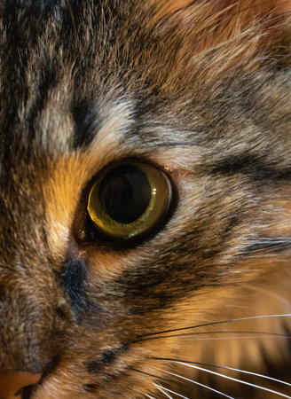 Closeup half face a beautiful street catの写真素材