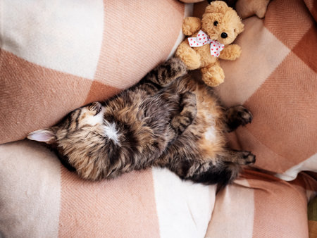 Beautiful domestic cat is sleeping with his beloved teddy bearの写真素材