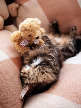 Beautiful domestic cat is sleeping with his beloved teddy bearの写真素材