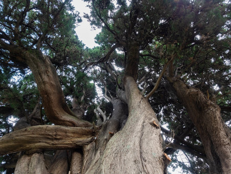 Curved branches of beautiful coniferous and old treeの写真素材