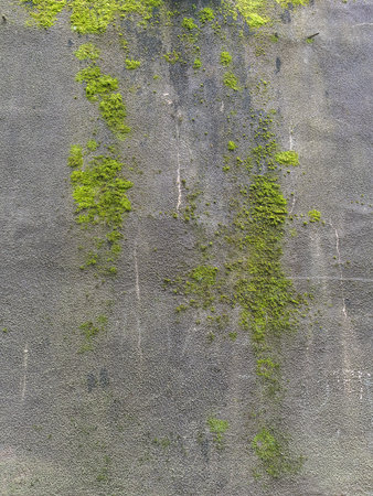 Texture concrete wall with growing green moss on streetの写真素材