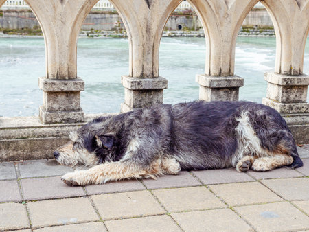 A homeless shaggy dog sleeps near the railing on the river embankmentの写真素材