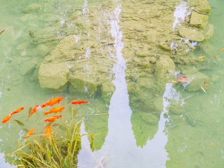 A flock of red fish swim in a pond next to a pile of silt-covered bouldersの写真素材
