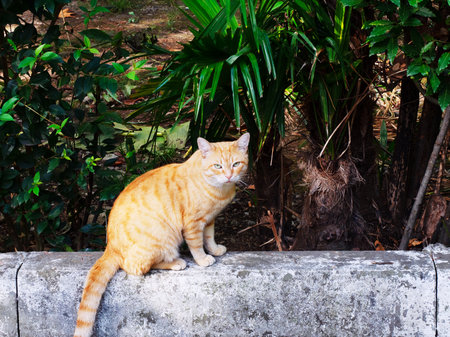 A ginger tabby cat with a stern look sits on a border near a palm tree and a bushの写真素材