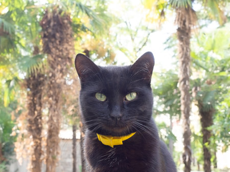 Portrait of a black cat with green eyes sitting on the street under the palm treesの写真素材