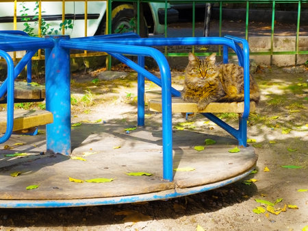 Fluffy tabby cat lies on a rotating swing in the yardの写真素材