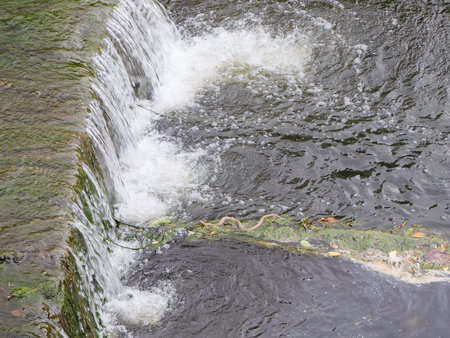 A small rapids in a river with mud and a snake swimming in itの写真素材