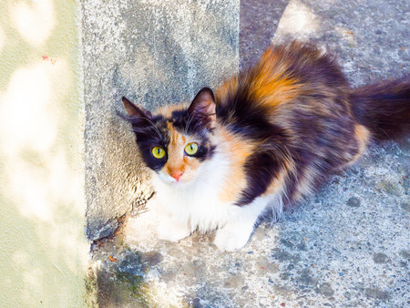 Cute tricolor fluffy cat with green eyes sits outdoors on a concrete border near the wallの写真素材