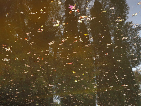 Water with tall cypress trees reflected in it and floating leaves on it