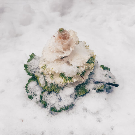 Decorative pink green cabbage sprinkled with snow on a snow-covered bed.の写真素材