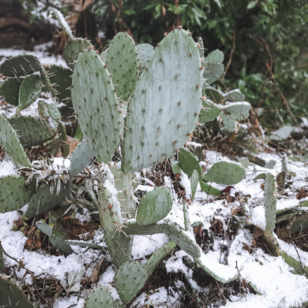 Green thorny cactus on soil with dry leaves and branches covered with snow. Snow in Sochiの写真素材