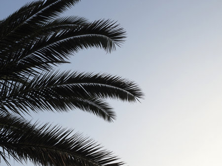 Long branches of a palm tree with sharp leaves against the evening sky. Closeup photoの写真素材