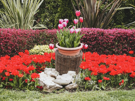 Pink tulips grow in a basket in the middle of a bright flowerbed with red tulips surrounded by decorative shrubs outdoorsの写真素材