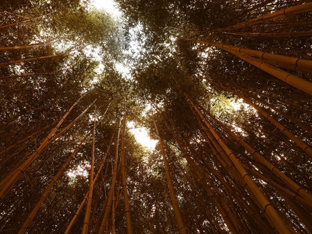 Tall, dense bamboo thickets with sunlight breaking through between the tops. Bottom viewの写真素材